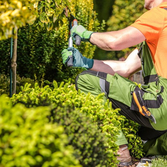 garden maintenance