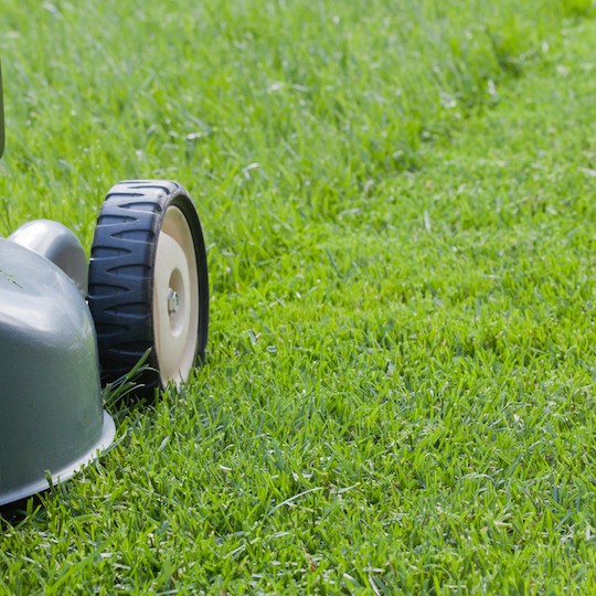 grass cutting