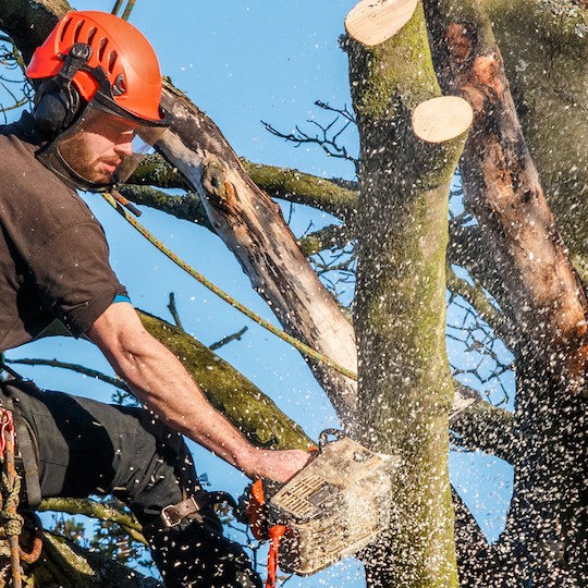 tree care